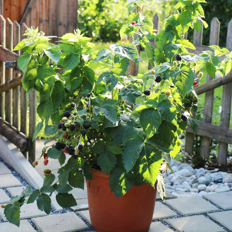 带盆带土栽好树莓苗庭院阳台露台落叶灌木食用果苗果树diy盆栽