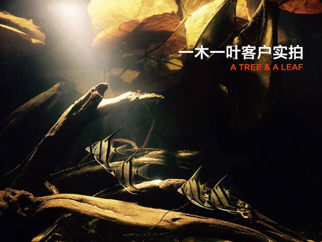 榄仁叶包邮 南美原生缸 降低ph值自然抗菌 七彩斗鱼 降酸软化水质