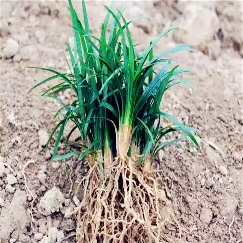 矮麦冬草庭院绿化正宗玉龙草小型矮生麦冬苗四季青植物长叶麦冬草