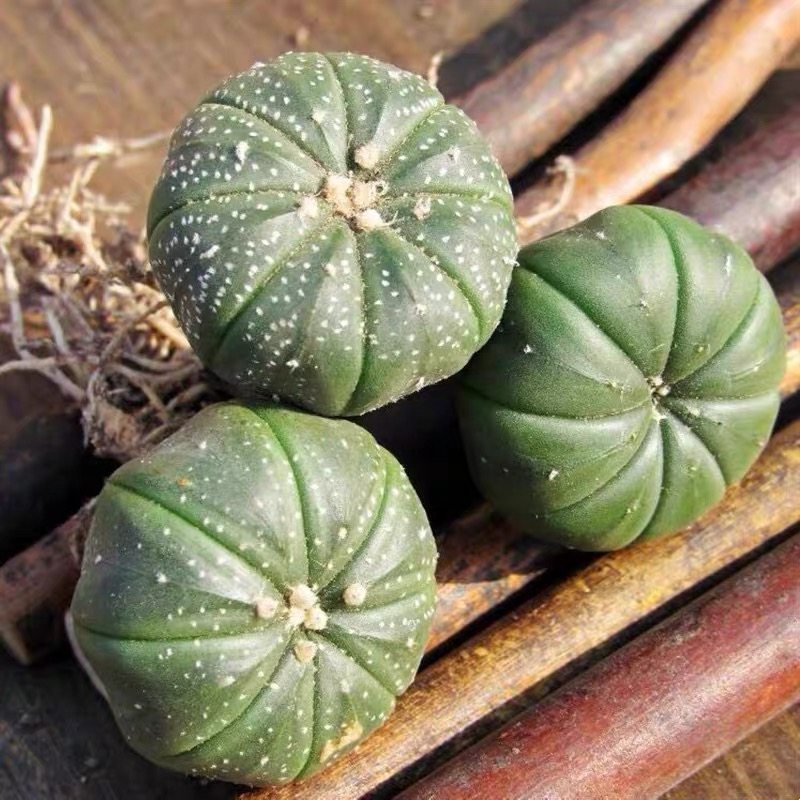 【星球兜】迷你多肉植物星球兜可爱小植物星冠小植兜仙人掌属呆萌