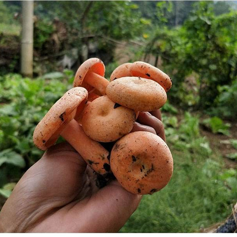 丛树菇野生菌新鲜湘西红枞菌蘑菇寒菌松树菌重阳菌雁来蕈雁松乳菌