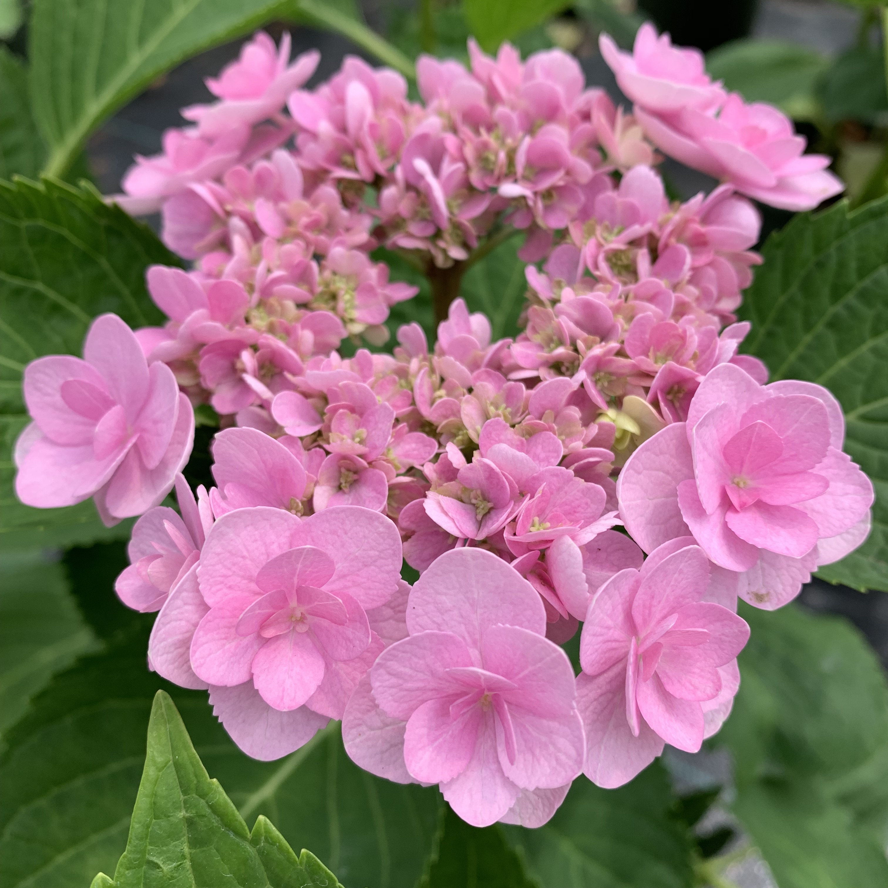 绣球你我永恒重瓣大花庭院花园春夏开花耐晒时令草本花卉