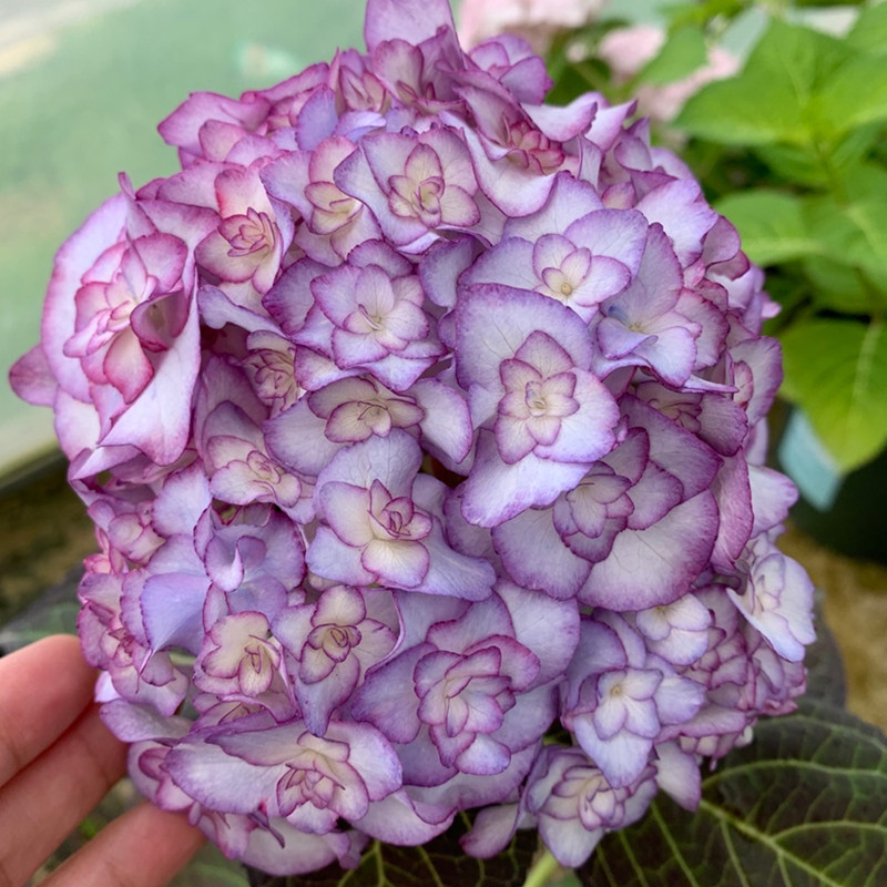 重瓣绣球纱织小姐盆景花苗可调色阳台庭院盆栽