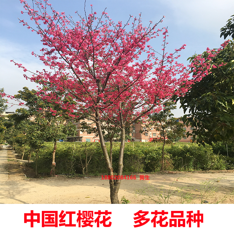 正宗中国红樱花树苗名贵苗木庭院风景大树云南日本樱花苗地栽盆栽