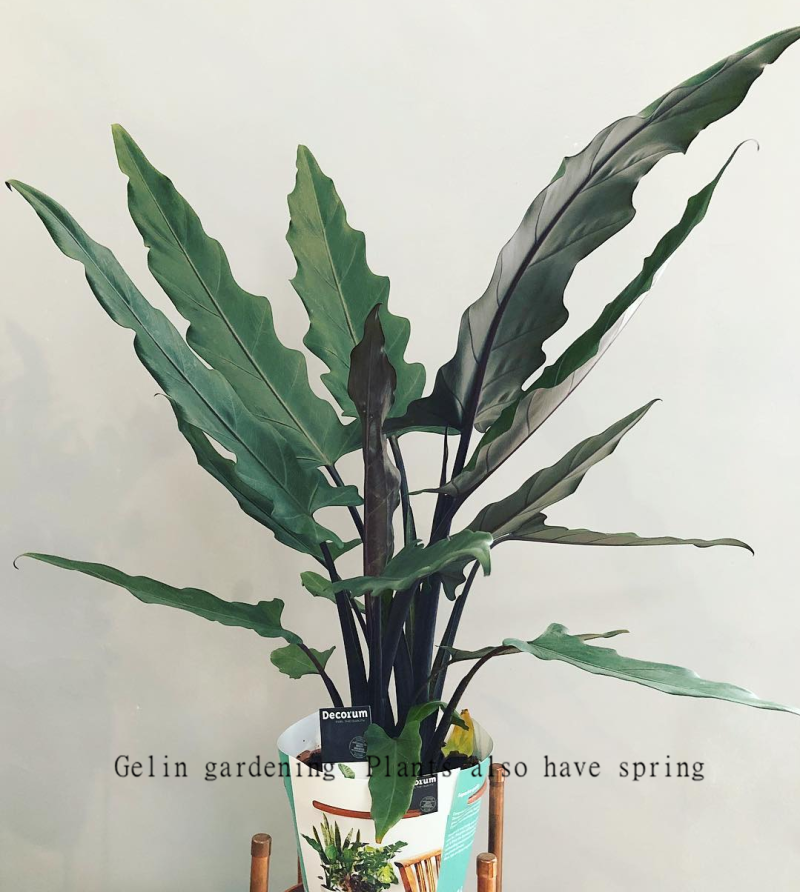 紫背剑叶海芋荷兰进口网红ins绿植 alocasia lauterbachi观叶植物