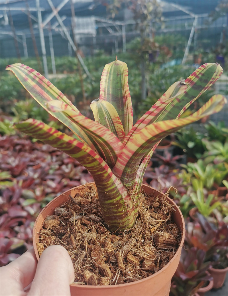 虎纹凤梨怎么浇水