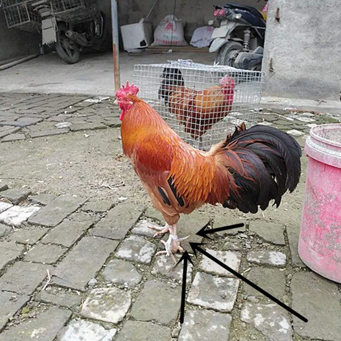 农家散养土公鸡5年老公鸡大公鸡老母鸡文玩盘鸡爪活体土鸡白公鸡