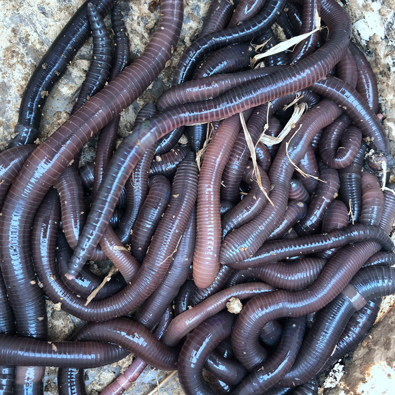 黑蚯蚓活饵大蚯蚓宠物饲料青活蚯蚓串钩活体诱饵窝料钓鱼饵黄鳝笼
