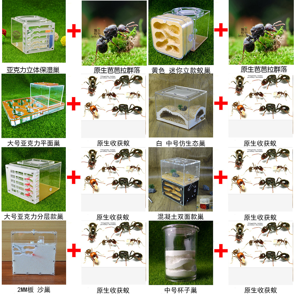 施王蚁馆亚克力试管石膏蚂蚁巢原生收获蚁活体宠物饲养套装包邮