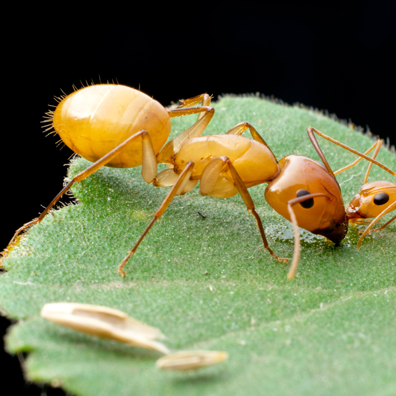 全黄土耳其弓背蚁Camponotus turcestanus费氏弓背 活体宠物蚂蚁