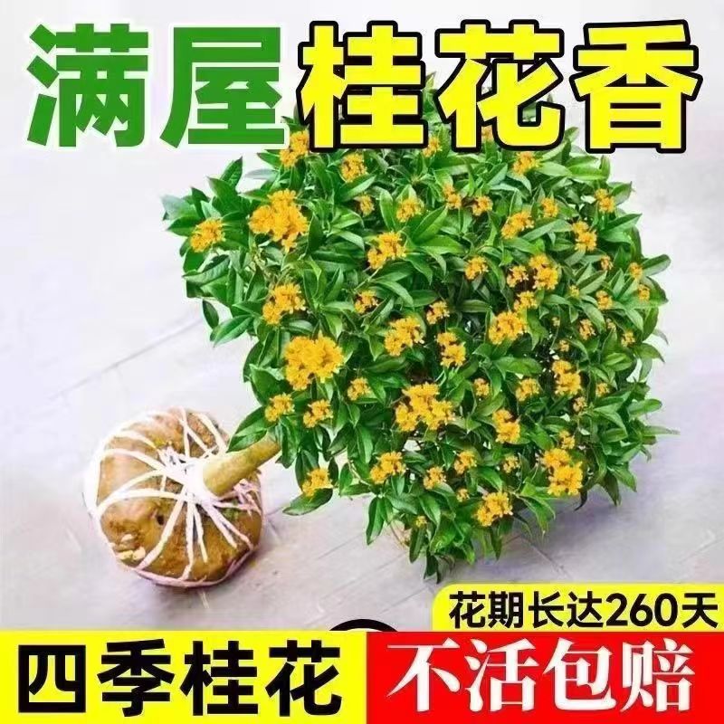 桂花树苗四季桂盆栽可食用开花不断室内阳台庭院浓香型花卉植物