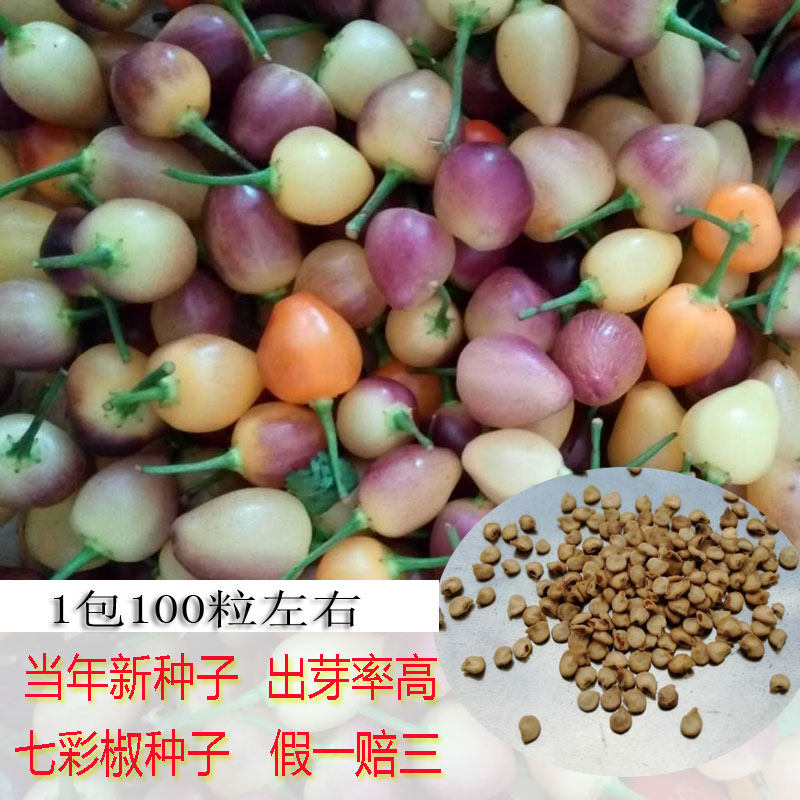 特价七彩椒辣椒苗_七彩椒种子苗 五色椒种子食用辣椒种子 灯笼椒种四