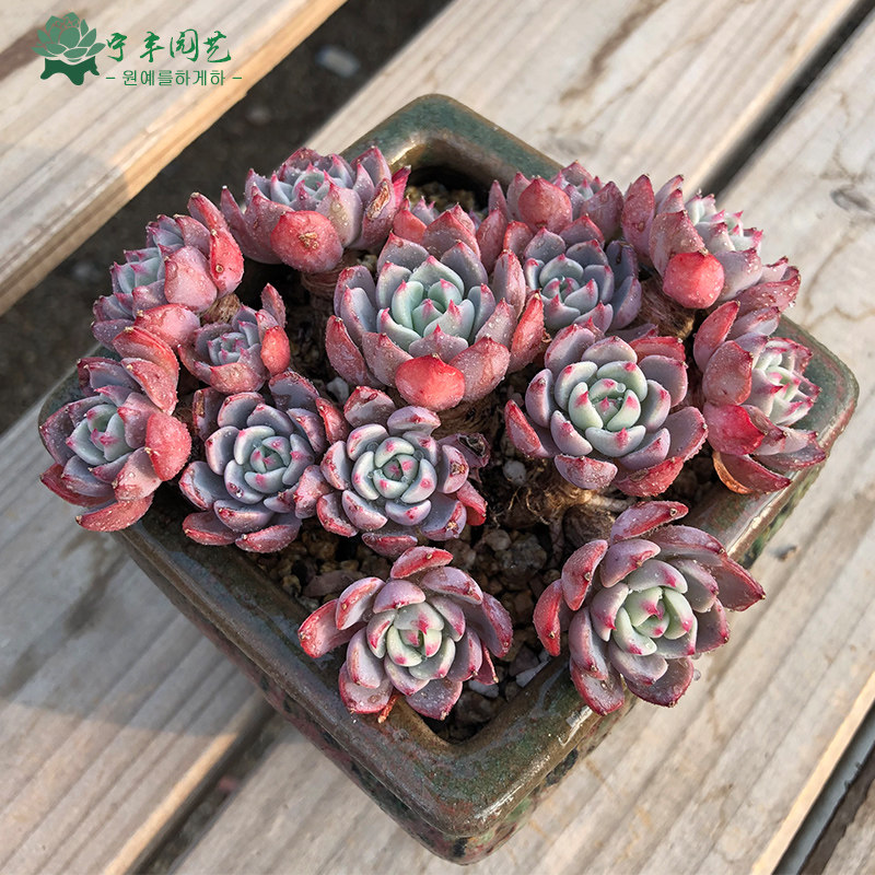 娜娜小勾多肉植物多肉老桩稀有多肉一物一拍肉肉植物娜娜小勾多肉