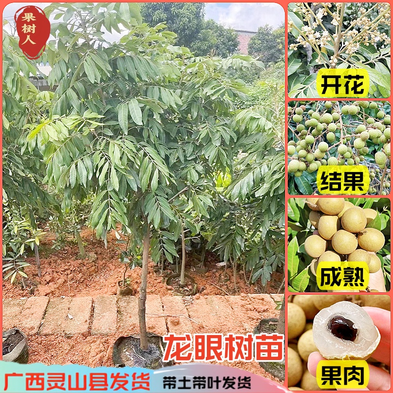 【商家推荐】嫁接苗石硖储良四季龙眼果树苗庭院地栽盆栽南方种植