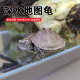 密西西比地图龟深水龟鱼缸混养小乌龟活物好养活稀有宠物龟观赏龟