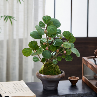 小盼菩提盆栽水培植物苔藓球室内绿植办公室桌面禅意盆景带果花卉