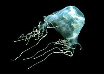 最毒生物水母又名名海黄蜂其它水族宠物