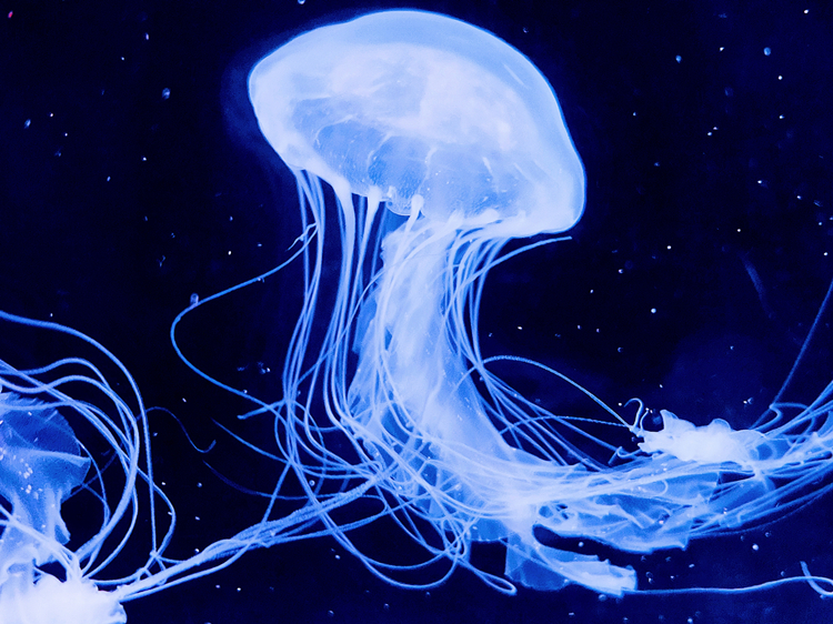 大西洋海刺水母活体宠物观赏宠物梦幻礼物神奇彩色透明海水