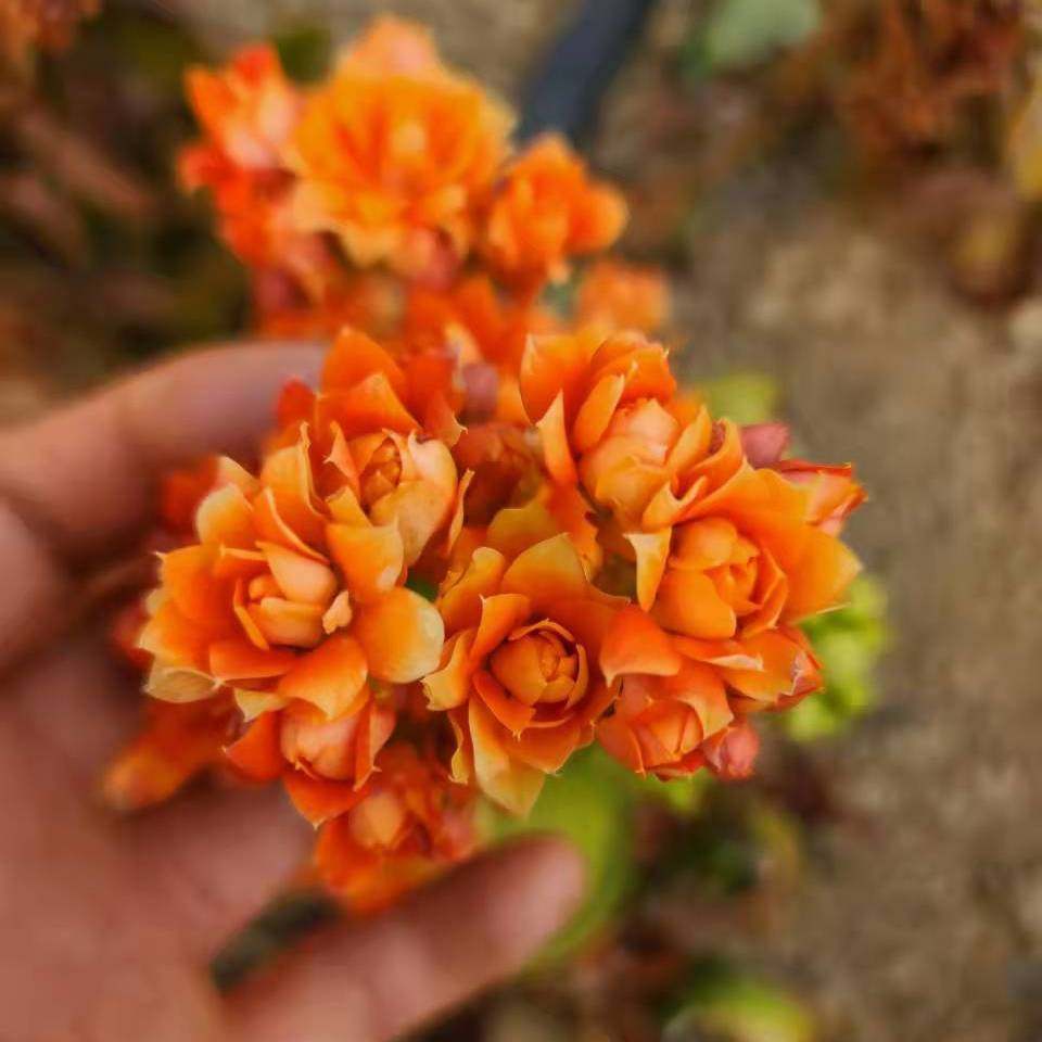 金狐狸长寿花盆栽大花重瓣带花蕾室内花卉四季常开易活绿植物