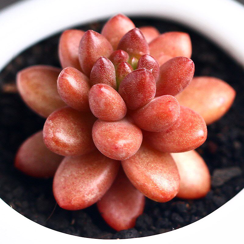 多肉植物盆栽组合 赤豆 肉肉 迷你 多肉 阳台桌面小盆景炮弹园艺_不