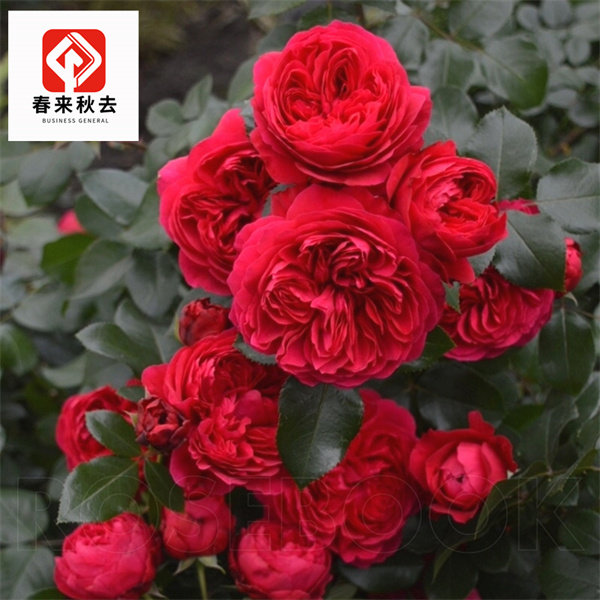 欧月红色达芬奇月季红达月季花苗四季勤花灌木多头月季爬藤植物