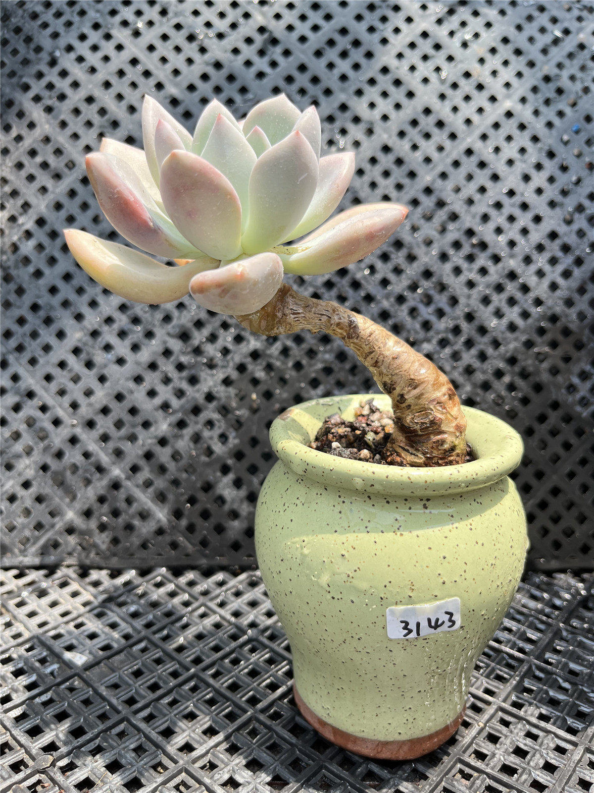 1光照充足多肉奥普琳娜适合生长在光照充足的地方,如环境比较阴暗