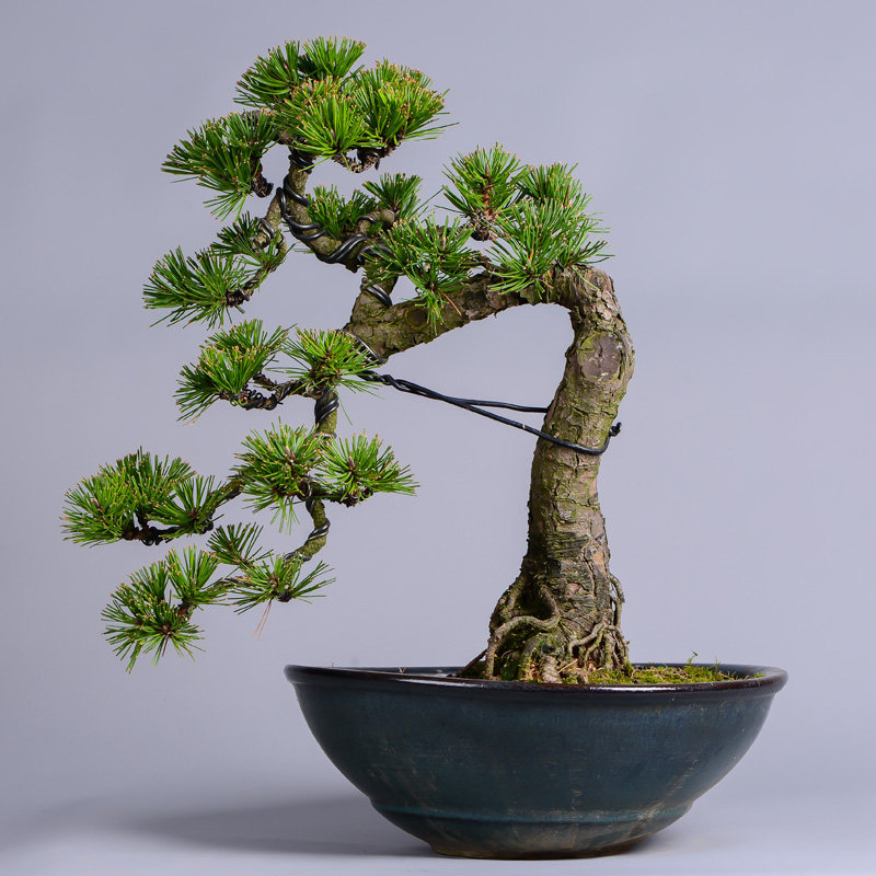徽派盆景 黑松盆景 针叶浓绿 坚韧不拔