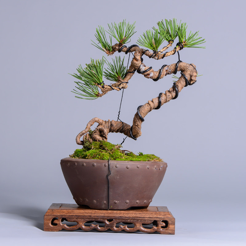 徽派盆景 黑松盆景 枝干横展 冠如伞盖