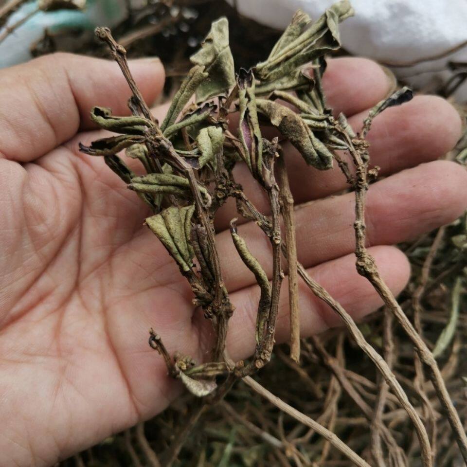 石吊兰(石吊兰的图片)