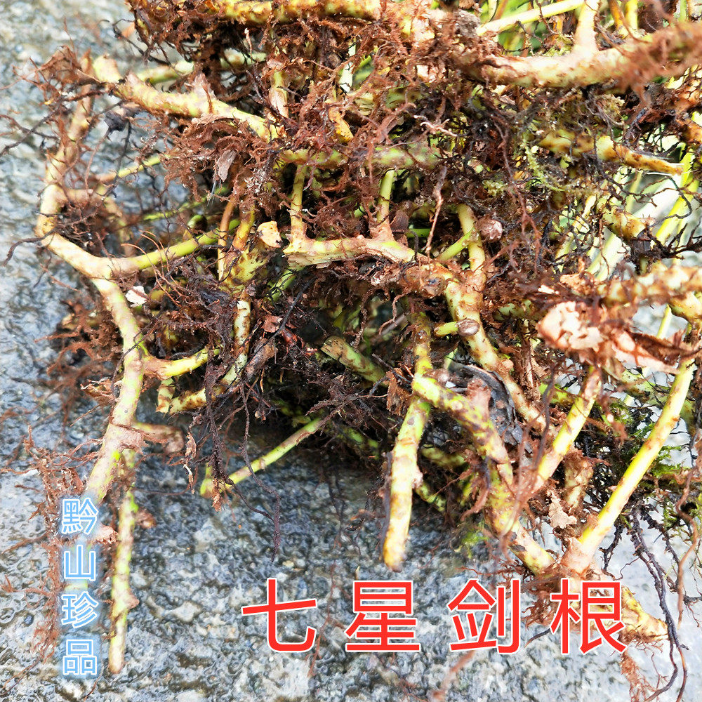 七星剑瓦韦小叶骨牌草根七星阙大叶500g骨牌七星草根新鲜草500g