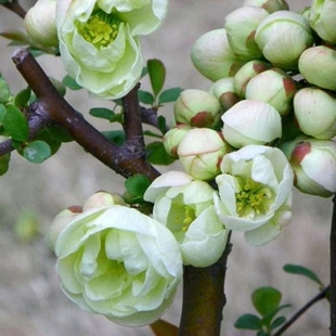 绿宝石海棠花盆栽四季开花树苗花卉植物室内盆景老桩阳台客厅耐寒