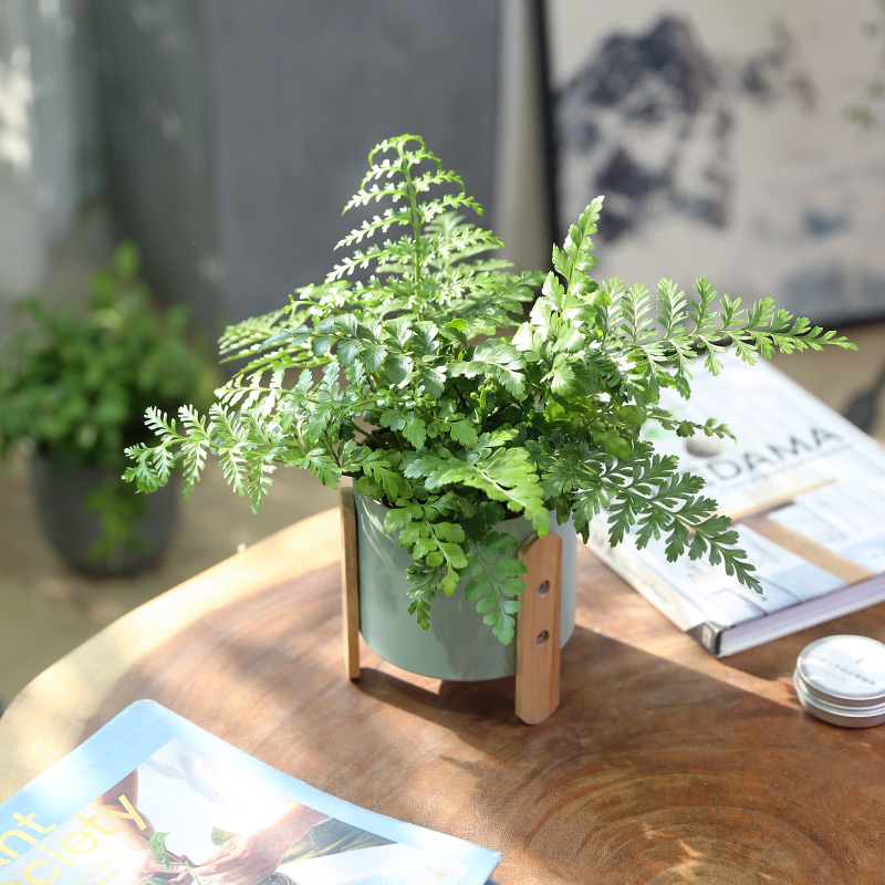 蕨类植物盆栽吉姆蕨室内ins北欧风客厅桌面喜阴好养四季常青绿植