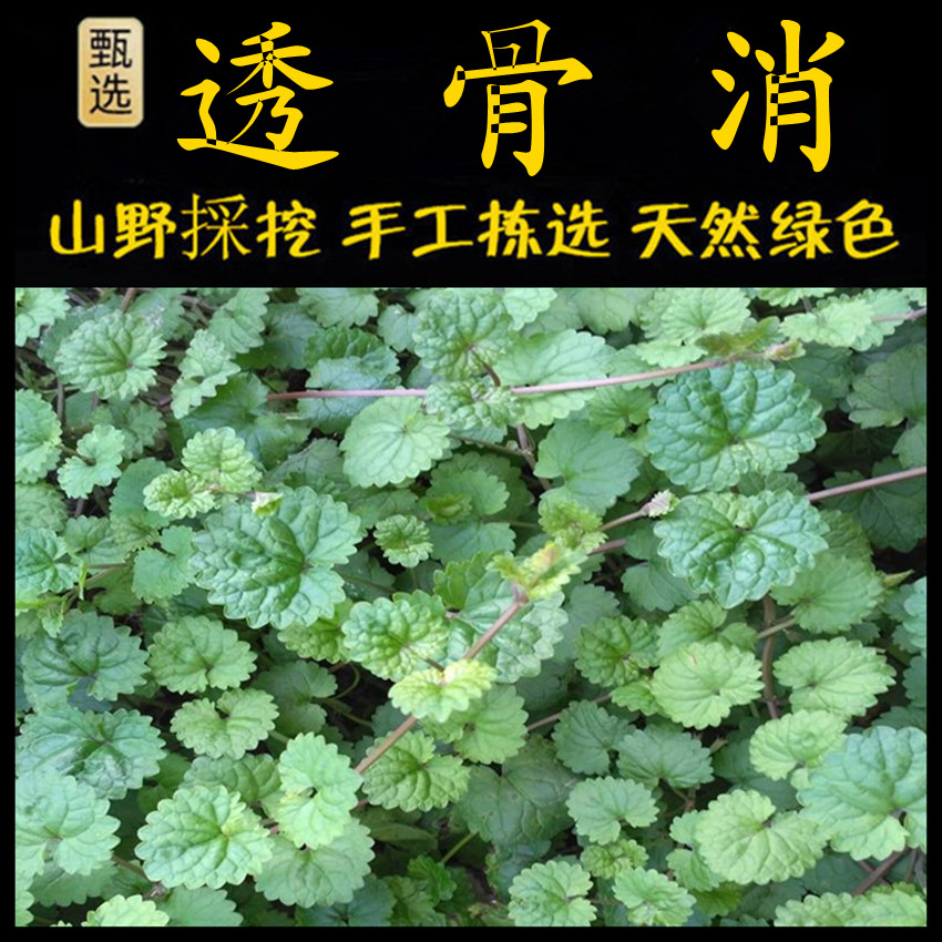活血丹新鲜现釆潮汕青草药透骨消接骨消驳骨消金钱薄荷白花蚶壳草