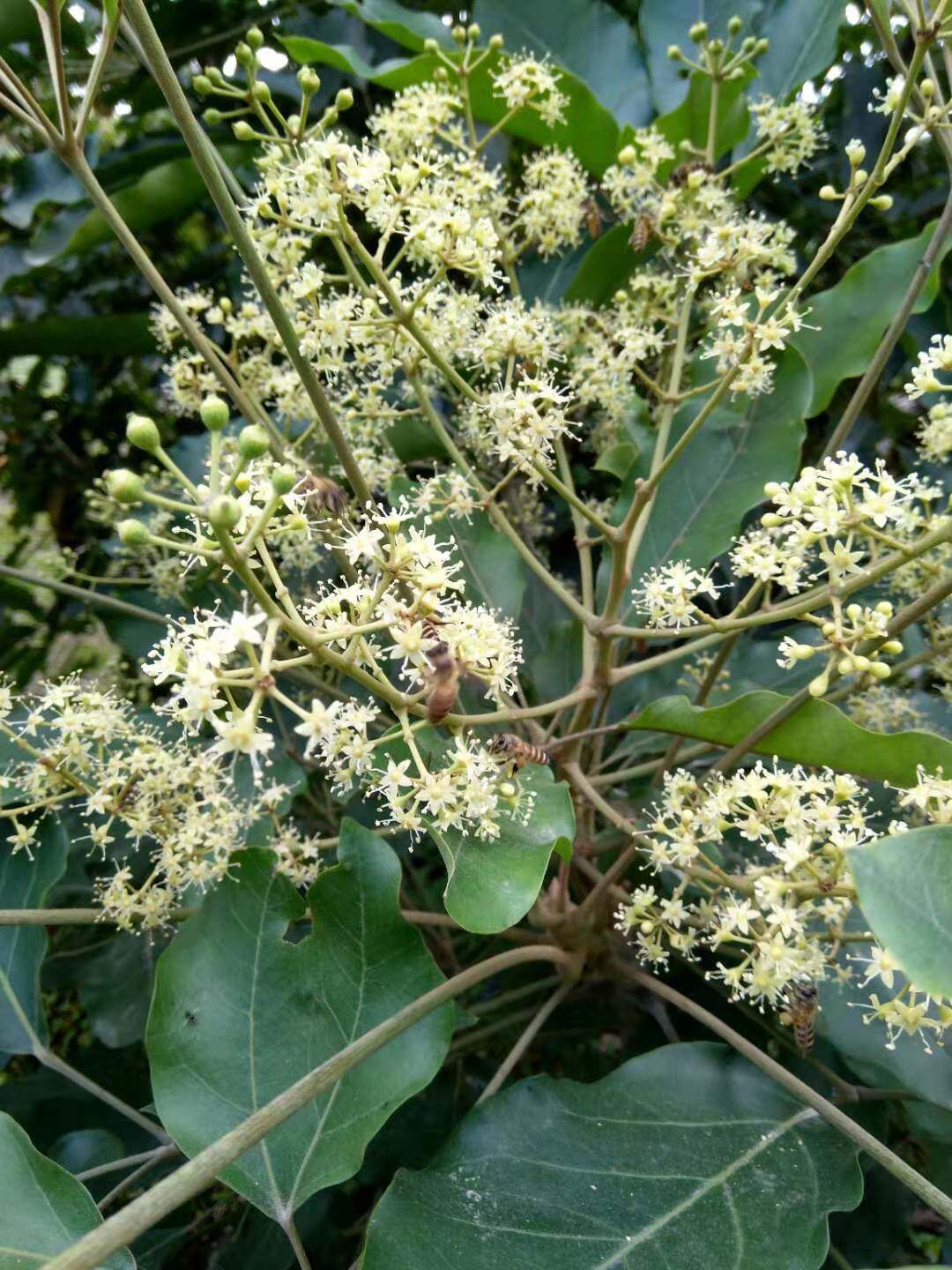 中华土蜜蜂 无添加剂 榕江南河水资源保护区冬蜜 鸭脚木