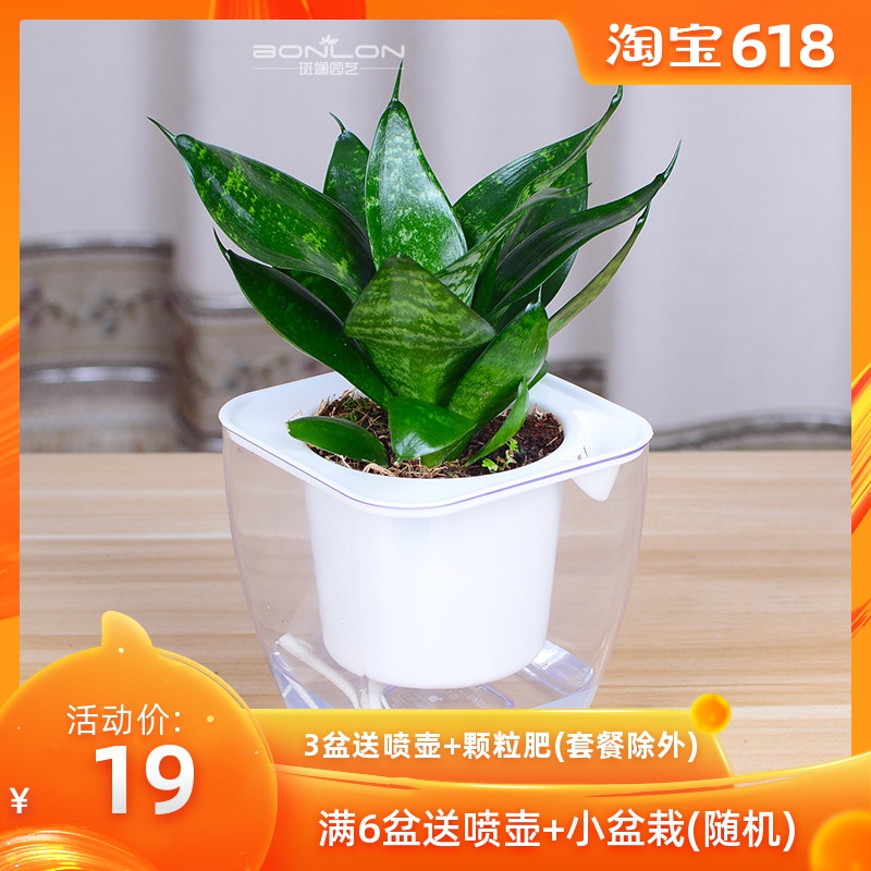富貴虎皮蘭青葉虎皮蘭淨化空氣吸甲醛在類目 鮮花速遞/花卉仿真/綠植園藝, 花卉/綠植盆栽(新), 綠植中 - 來自Buy2taobao.com提供專業的淘寶代購服務