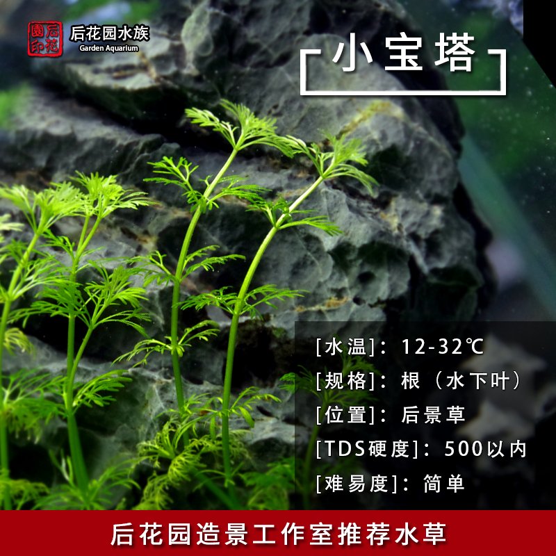 后花园水族 小宝塔水草 后景草 水下叶水草|ruв категории животное/Животное питание и принадлежностей, аквариум мира, аквариум аквариум оборудования и т.д., тростник - от Buy2taobao.com для оказания профессиональной услуги покупки агента Taobao