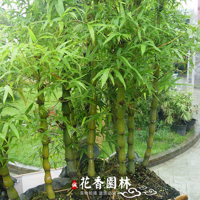 indoor small-scale Dwarf Bambusa Potted plant a living room balcony Watch bonsai courtyard plant large Arhat Bambooin the Flower delivery/Flowers simulation/Plants gardening , Flowers/Potted plants (New) , Plants category - from Buy2taobao.com to provide professional Taobao agent buy service