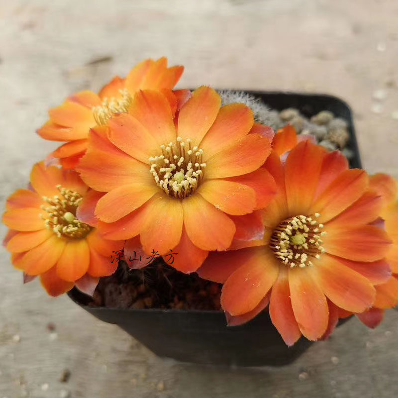 橙黄色开花仙人球中间丽花华宝丸萝卜根系发达