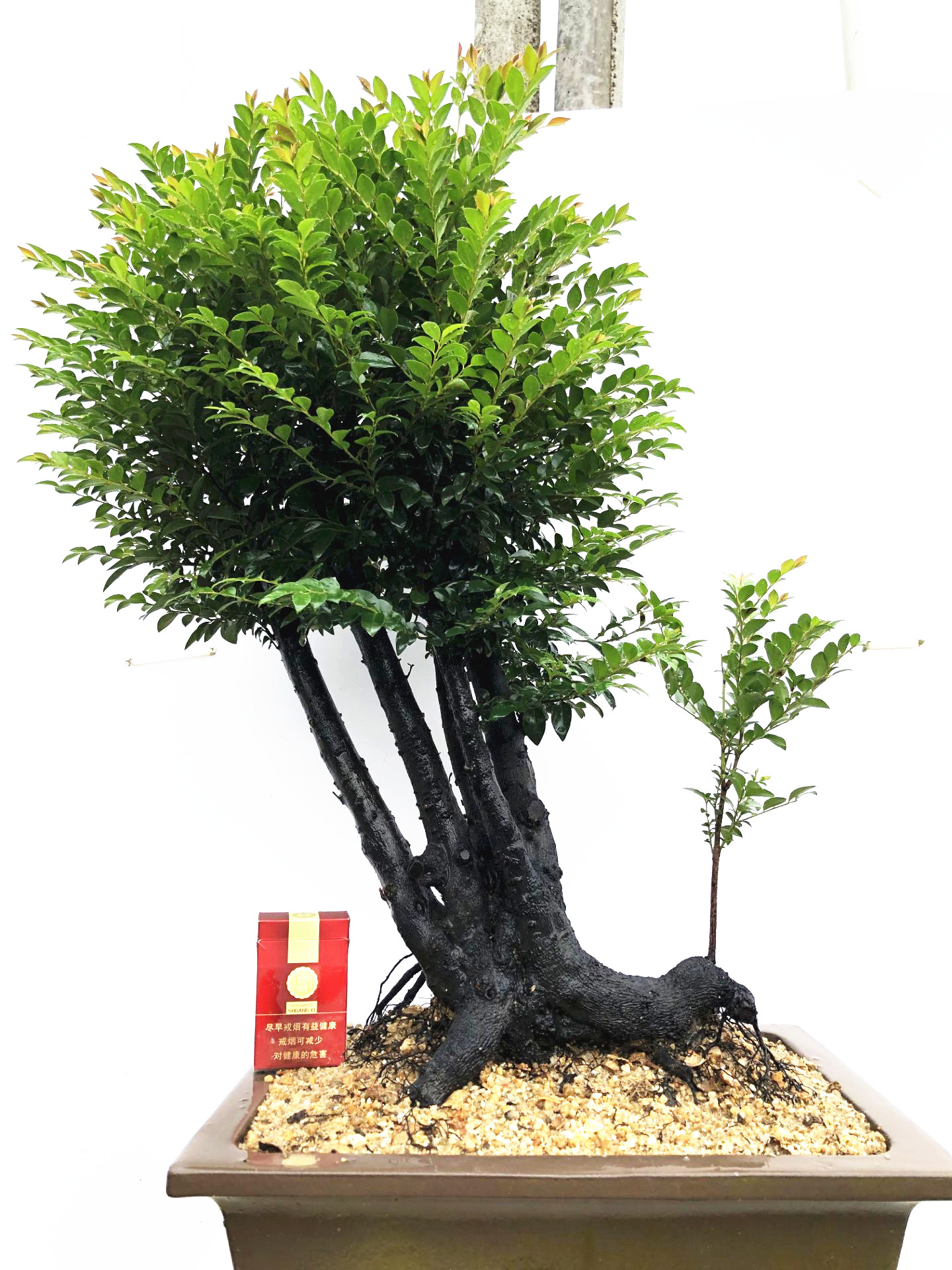 小叶紫檀黑骨茶黑檀盆栽红芽绿植物盆景树木桩办公室内桌面茶台花