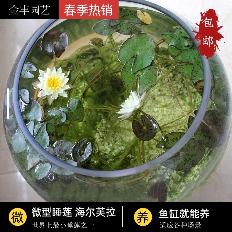 微型睡莲迷你水培植物海尔芙拉四季带花苞睡莲种籽鲜花根块根茎