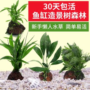 加莫斯健身快乐舞步