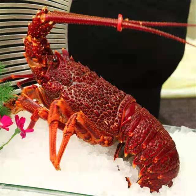 奥龙大龙虾进口澳洲红龙鲜活1.2-10斤一只特大生冻岩龙西澳龙