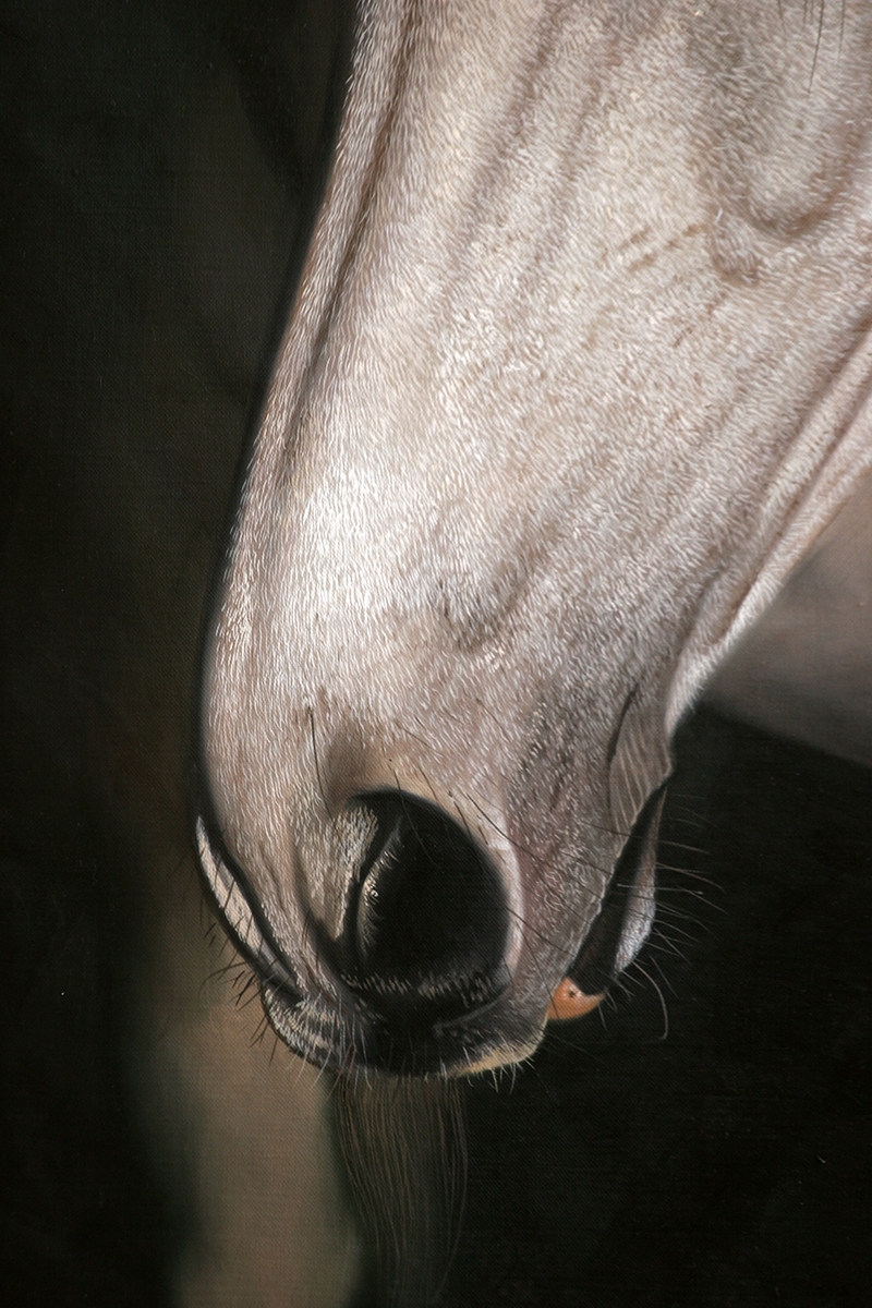 黄剑波 超写实系列《马头3-6》限量收藏级 实力派画家