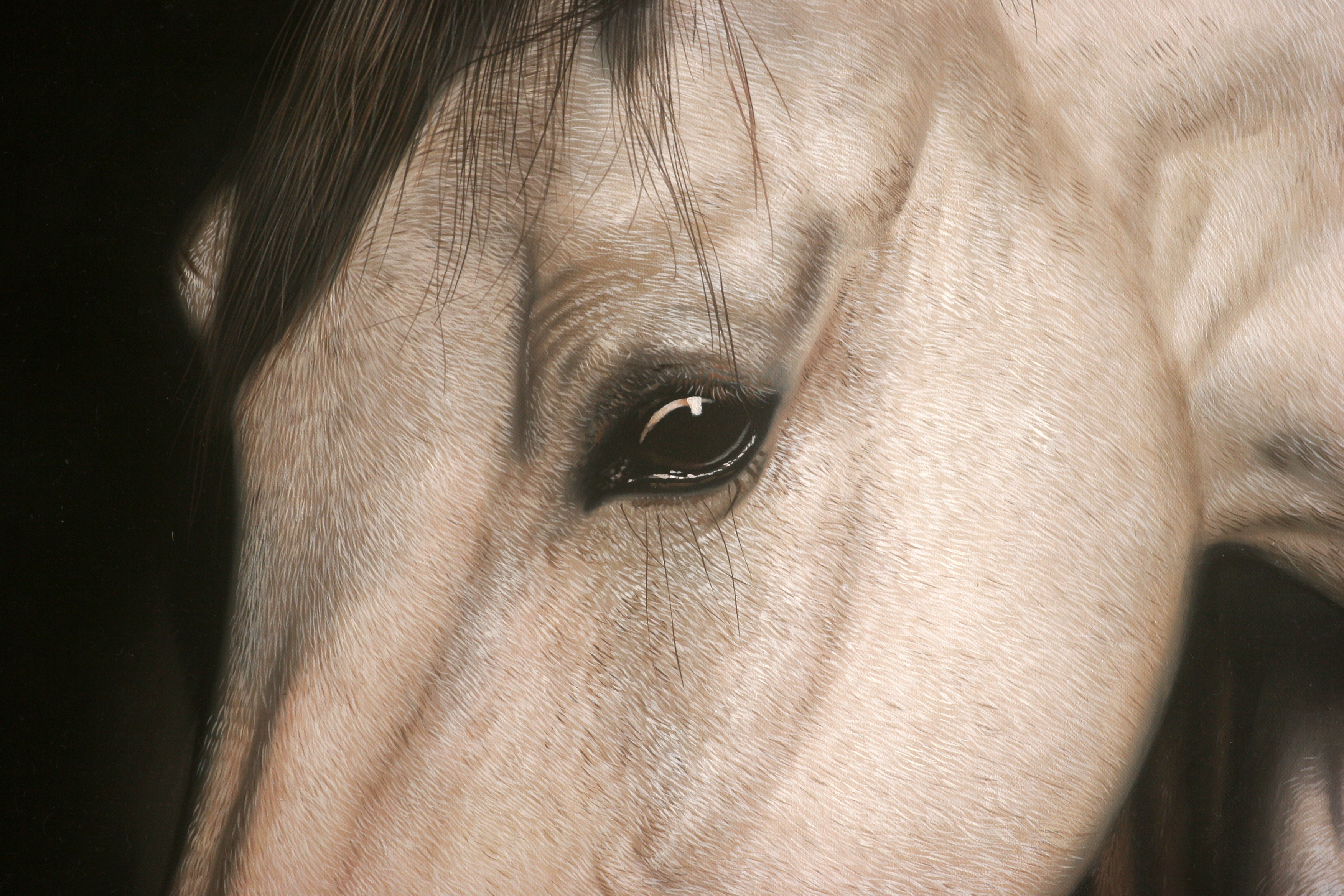 黄剑波 超写实系列《白色骏马》限量收藏级 实力派画家