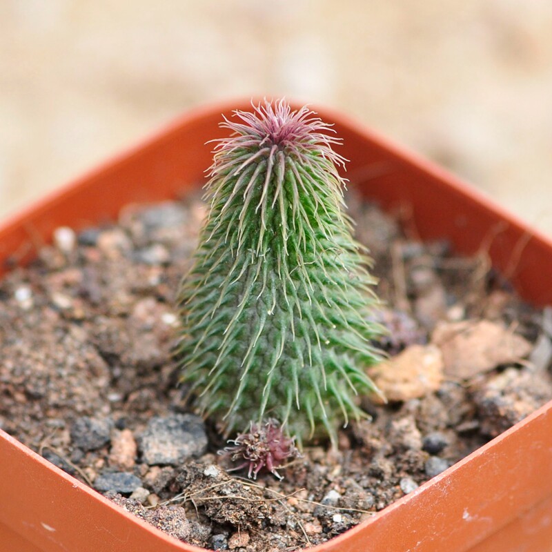 多肉植物稀有品种 阿修罗多肉植物萝藦科剑龙角属花卉绿植盆栽