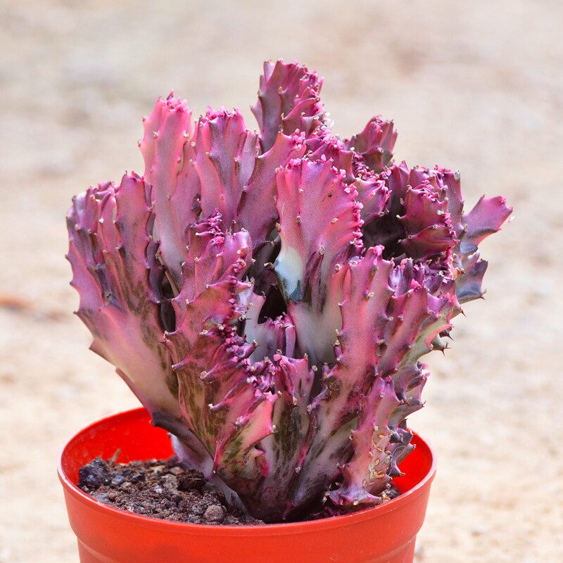 多肉植物缀化 春峰 彩麒麟绿植盆栽大戟科红色肉肉植物花卉防辐射