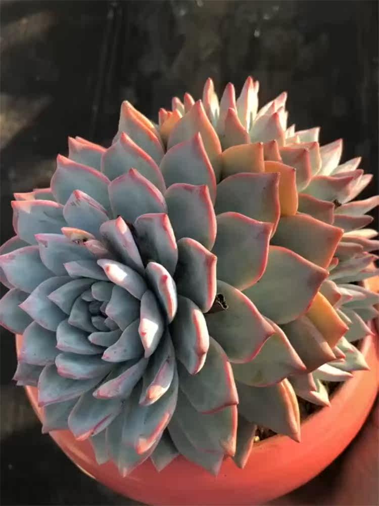 粉蓝鸟群生多头 多肉植物花卉一物一拍云南精品萌肉小芳菠萝园艺图片