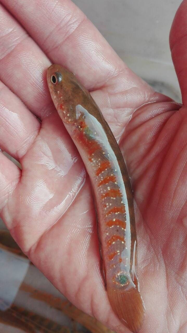 月鳢活体雷龙鱼红月鳢苗野生红斑称星七星鱼原生淡水观赏鱼