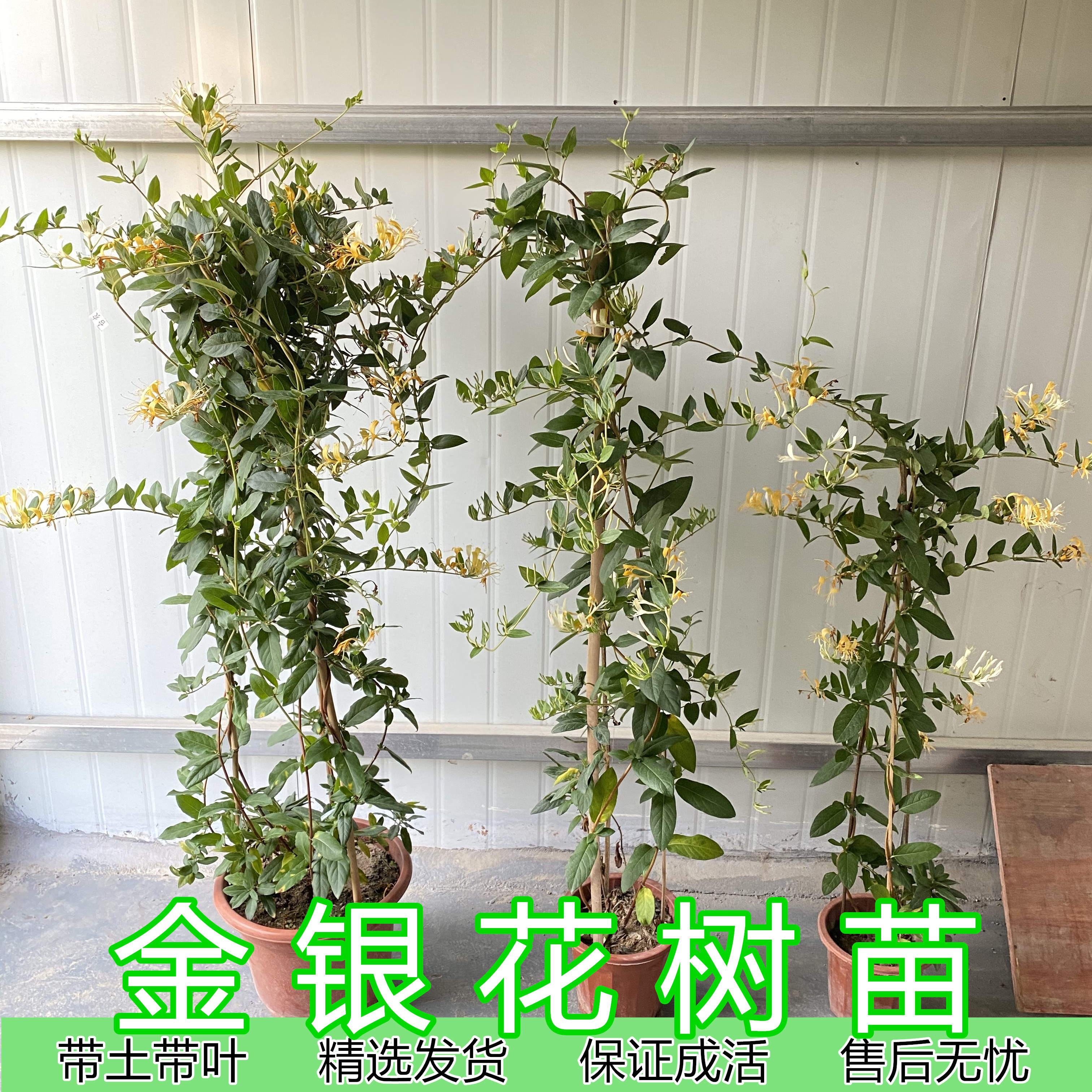 金银花树苗老桩可食用药用阳台庭院室内爬藤植物四季开花多盆栽景