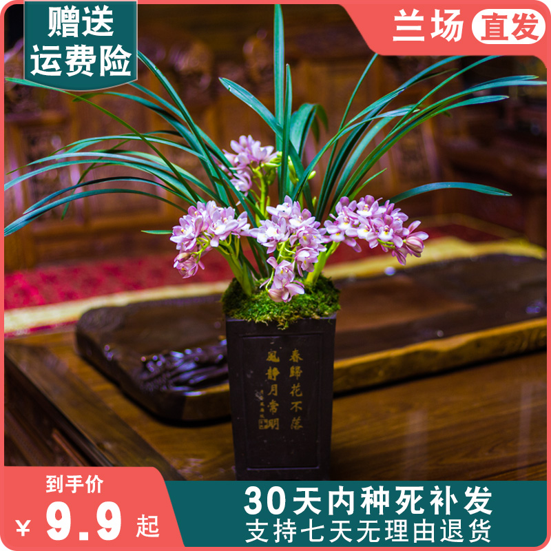 兰花盆栽植物名贵浓香兰花苗带花苞樱花花卉大众国兰场兰草建兰草